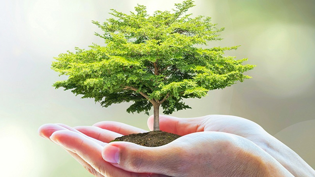 Dịch vụ chăm sóc mảng xanh - Hồ Lê Gia